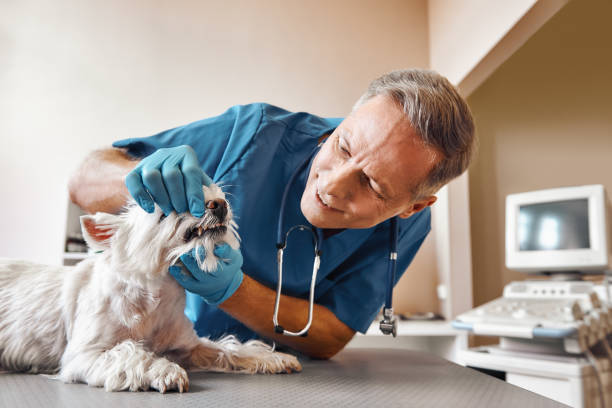 Best Emergency Dental Care for Trauma or Injury in Coleman, MI